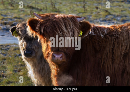 Close-up di due giovani vitelli Highland nel Nord Yorkshire Dales, vicino Hawes, Wensleydale, REGNO UNITO Foto Stock