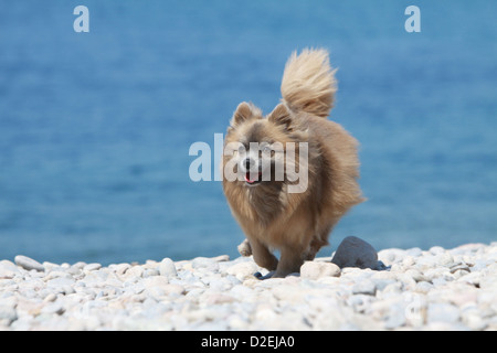 Cane Spitz tedesco / adulto Pomerania (marrone) in esecuzione sulla spiaggia Foto Stock