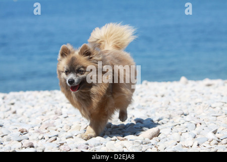 Cane Spitz tedesco / adulto Pomerania (marrone) in esecuzione sulla spiaggia Foto Stock