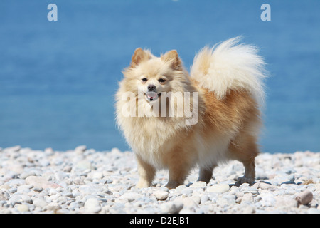 Cane Spitz tedesco / adulto Pomerania (crema) permanente sulla spiaggia Foto Stock