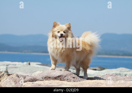 Cane Spitz tedesco / adulto Pomerania (crema) in piedi sulle rocce Foto Stock