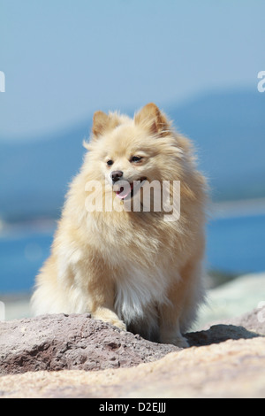 Cane Spitz tedesco / adulto Pomerania (crema) seduto su una roccia Foto Stock