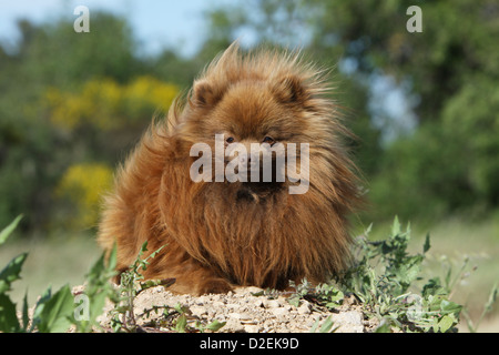 Cane Spitz tedesco / adulto Pomerania (rosso arancione) giacente a terra Foto Stock