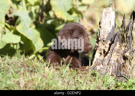 Cane rivestito piana Retriever (marrone) cucciolo giacente in erba Foto Stock