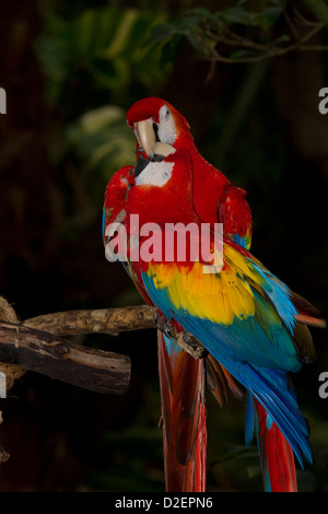 Due Scarlet Macaws (Ara macao) Foto Stock