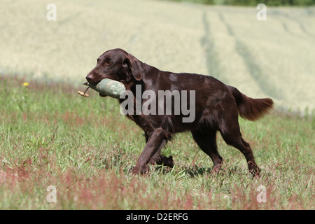 Cane rivestito piana retriever adulti (marrone) il recupero di un fantoccio Foto Stock