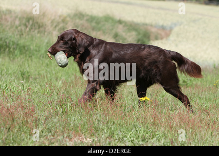 Cane rivestito piana retriever adulti (marrone) il recupero di un fantoccio Foto Stock