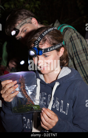 Madagascar, Funzionamento Wallacea, Mariarano, sondaggio Student holding Chameleon Furcifer Angeli Foto Stock