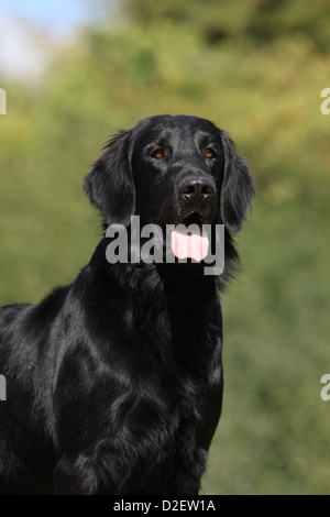 Cane rivestito piana retriever adulti (nero) ritratto Foto Stock