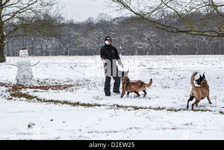 Una donna getta una palla di neve per i suoi cani per la cattura in una coperta di neve il parco di Richmond, Greater London, Surrey, Regno Unito Foto Stock