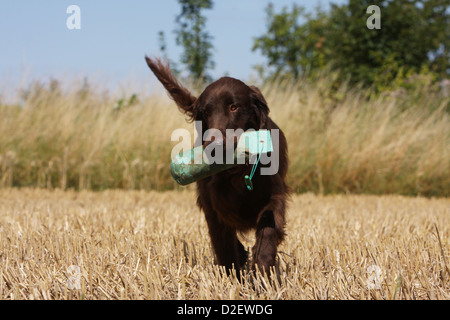 Cane rivestito piana retriever adulti (marrone) il recupero di un fantoccio Foto Stock