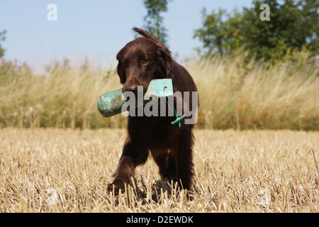 Cane rivestito piana retriever adulti (marrone) il recupero di un fantoccio Foto Stock