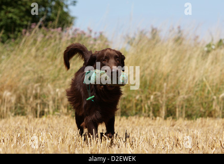 Cane rivestito piana retriever adulti (marrone) il recupero di un fantoccio Foto Stock