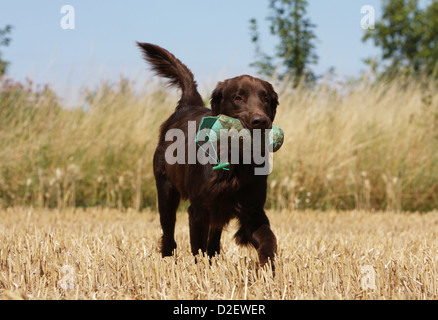 Cane rivestito piana retriever adulti (marrone) il recupero di un fantoccio Foto Stock