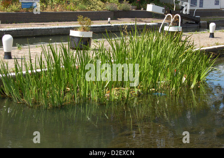 Si blocca sul Regents Canal a Londra in Inghilterra Foto Stock