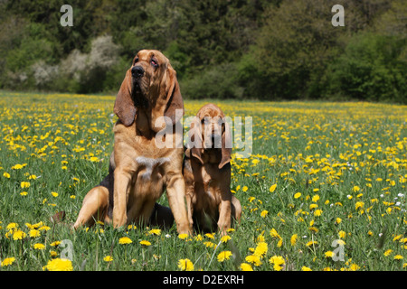 Bloodhound cane / Chien de Saint-Hubert adulto e cucciolo seduto in un prato Foto Stock