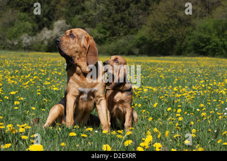 Bloodhound cane / Chien de Saint-Hubert adulto e cucciolo seduto in un prato Foto Stock