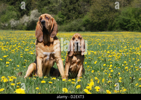 Bloodhound cane / Chien de Saint-Hubert adulto e cucciolo seduto in un prato Foto Stock