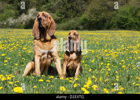 Bloodhound cane / Chien de Saint-Hubert adulto e cucciolo seduto in un prato Foto Stock