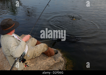 L'uomo la cattura di una carpa comune (Cyprinus carpio) al Lago Lady Bird, Austin in Texas Foto Stock