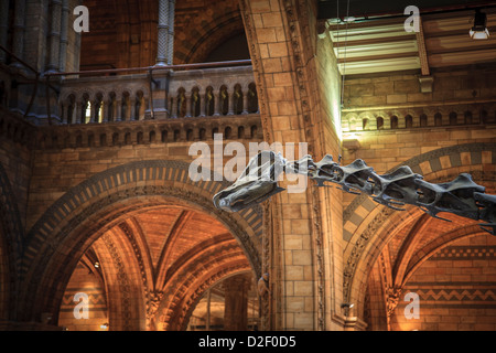 La testa e il collo del fossile di Diplodocus (Dippy) nella Sala principale del Museo di Storia Naturale, Londra Foto Stock