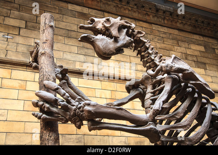 Uno scheletro di Giant Sloth nel Natural History Museum di Londra Foto Stock