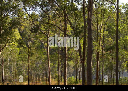 Brisbane Forrest Park Queensland Australia Foto Stock