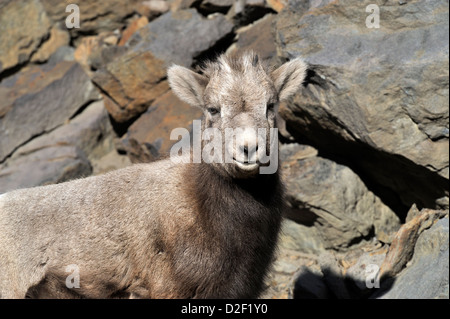 Un ritratto di una giovane bighorn in piedi contro una sporgenza di roccia Foto Stock