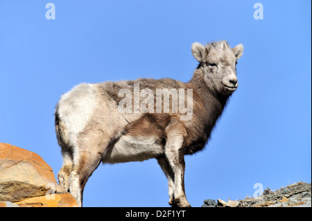 Un bambino bighorn sulla cima di una montagna cresta contro un cielo blu. Foto Stock