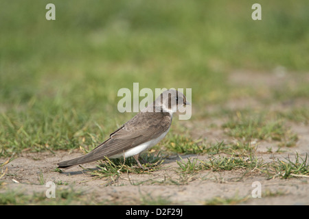 Sabbia Martin (Banca Rondine), Riparia Riparia raccolta fodera nido Foto Stock