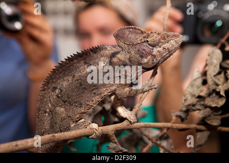 Madagascar, Funzionamento Wallacea, Mariarano, Oustalet il camaleonte, Furcifer oustleti Foto Stock