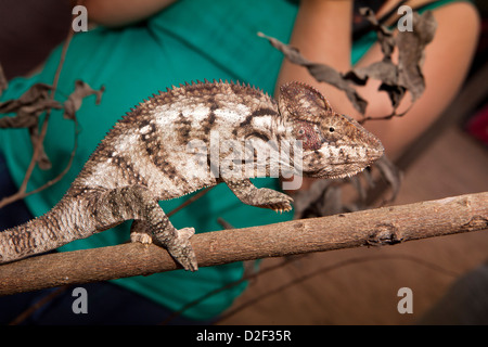 Madagascar, Funzionamento Wallacea, Mariarano, Oustalet il camaleonte, Furcifer oustleti Foto Stock