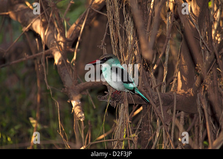 Petto blu kingfisher arroccato su albero in Gambia Foto Stock
