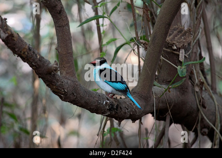 Petto blu kingfisher arroccato su albero in Gambia Foto Stock