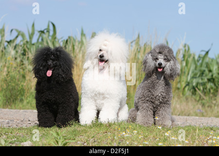 Cane barboncino Pudel / / Caniche , miniatura / Nano / Nain tre adulti diversi colori (nero, bianco e grigio) seduta Foto Stock