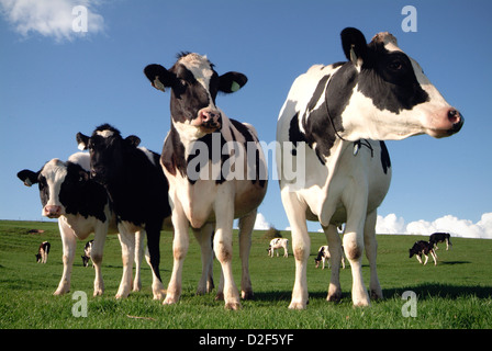 mucche nel campo Foto Stock