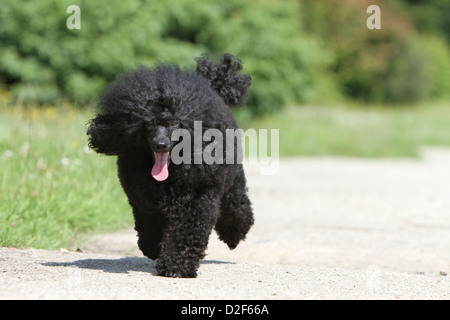 Cane barboncino Pudel / / Caniche , miniatura / Nano / Nain adulto (nero) in esecuzione in un parco Foto Stock