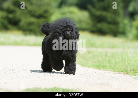 Cane barboncino Pudel / / Caniche , miniatura / Nano / Nain adulto (nero) in esecuzione in un parco Foto Stock