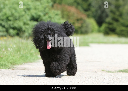 Cane barboncino Pudel / / Caniche , miniatura / Nano / Nain adulto (nero) in esecuzione in un parco Foto Stock