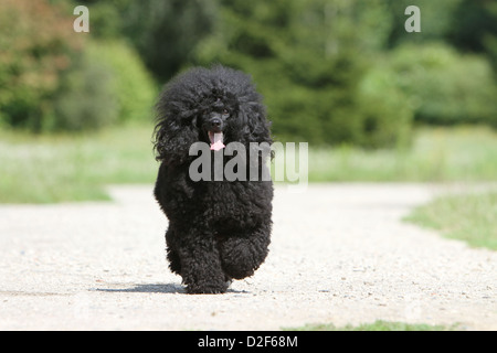 Cane barboncino Pudel / / Caniche , miniatura / Nano / Nain adulto (nero) in esecuzione in un parco Foto Stock