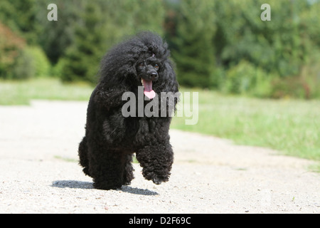 Cane barboncino Pudel / / Caniche , miniatura / Nano / Nain adulto (nero) in esecuzione in un parco Foto Stock