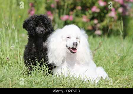 Cane barboncino Pudel / / Caniche , miniatura / Nano / Nain adulto e cucciolo di diversi colori (bianco e nero) in erba Foto Stock