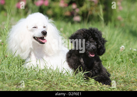 Cane barboncino Pudel / / Caniche , miniatura / Nano / Nain adulto e cucciolo di diversi colori (bianco e nero) giacenti in un prato Foto Stock