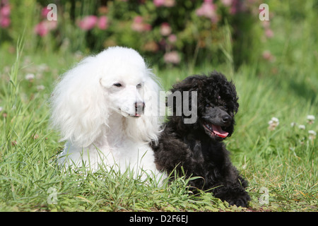 Cane barboncino Pudel / / Caniche , miniatura / Nano / Nain adulto e cucciolo di diversi colori (bianco e nero) giacenti in un prato Foto Stock