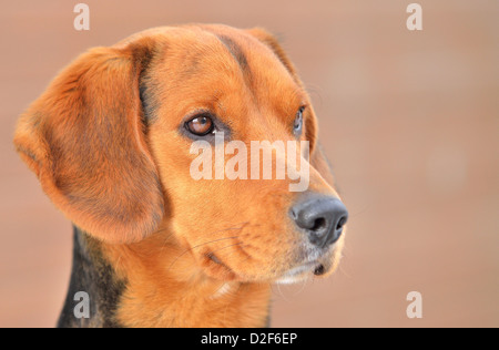 Testa Closeup ritratto di piccolo marrone Beagle. Foto Stock