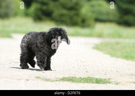 Cane barboncino Pudel / / Caniche , miniatura / Nano / Nain cucciolo (nero) in esecuzione in un parco Foto Stock