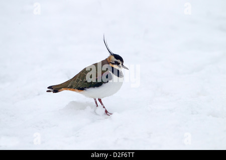 Pavoncella Vanelus vanelus in inverno la neve Foto Stock