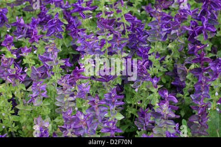 Clary annuale, Orval, Salvia viridis 'marmo Arch Blue', Lippenblütler. Mediterraneo in Crimea e in Iran. Foto Stock