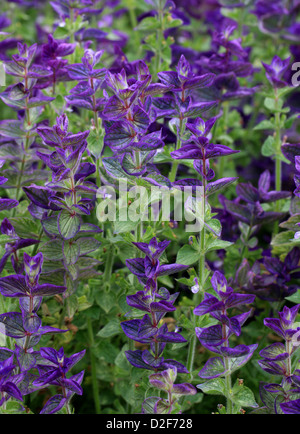 Clary annuale, Orval, Salvia viridis 'marmo Arch Blue', Lippenblütler. Mediterraneo in Crimea e in Iran. Foto Stock