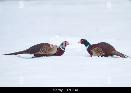 Pheasant Phasianus colchicus maschi combattimenti in coperta di neve campo Foto Stock